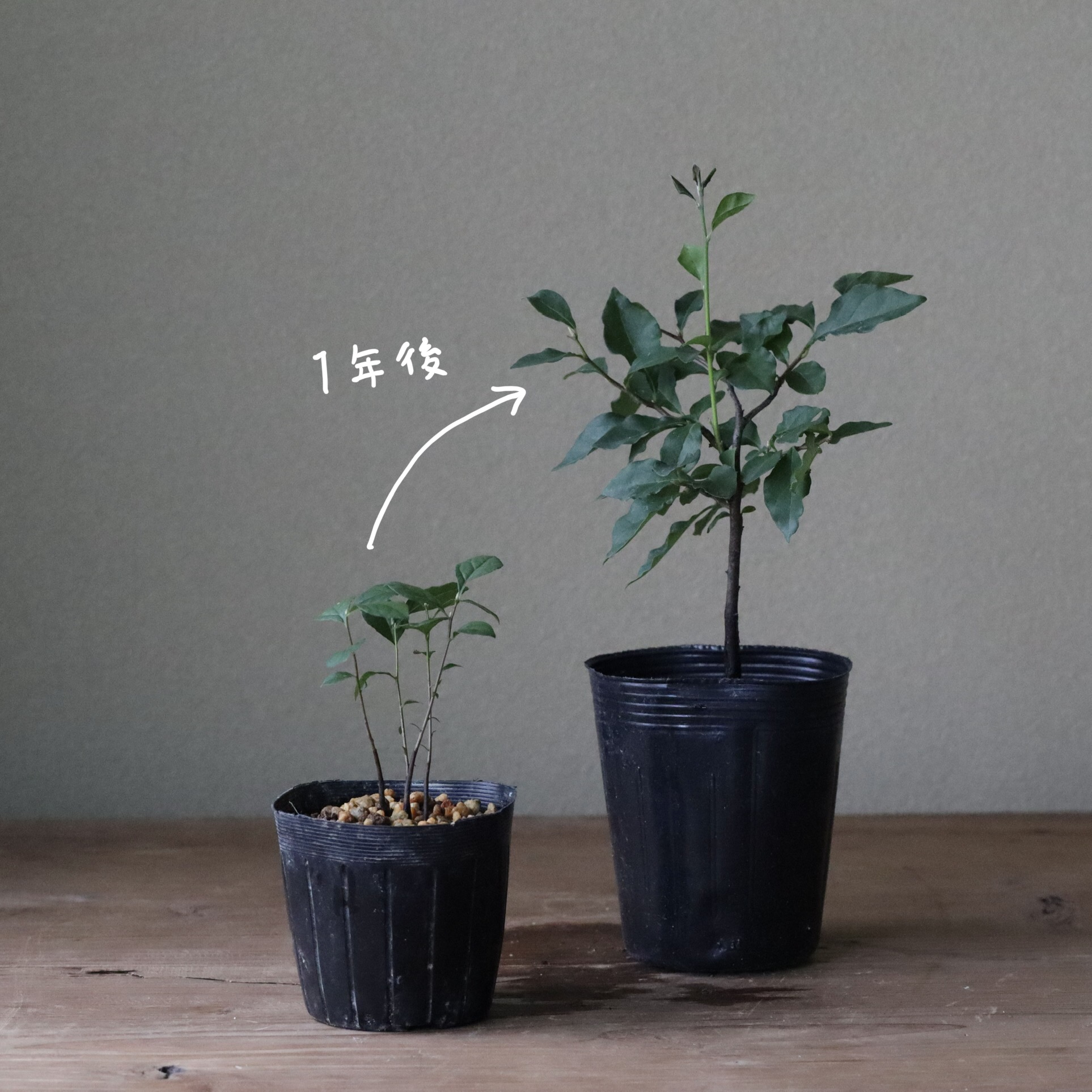 老爺柿20センチくらい、雌苗 老爺柿 赤実 苗 販売 苗木部 By 花ひろばオンライン